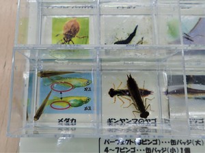 水の中の生き物さがしビンゴ１.JPG