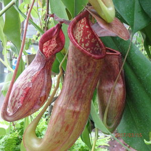 芦澤先生の食虫植物.jpg