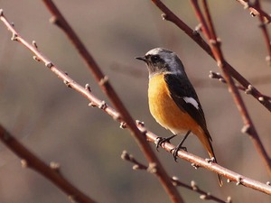 荒川先生の楽しい野鳥観察・冬.jpg