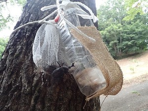 7.30昆虫トラップ.jpg