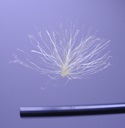 静電気くらげ.jpg