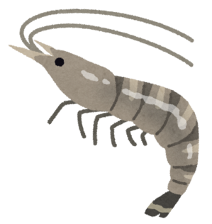 1エビの解剖.png